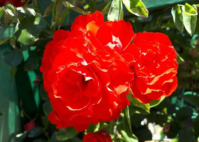 Veronika 마카르스카